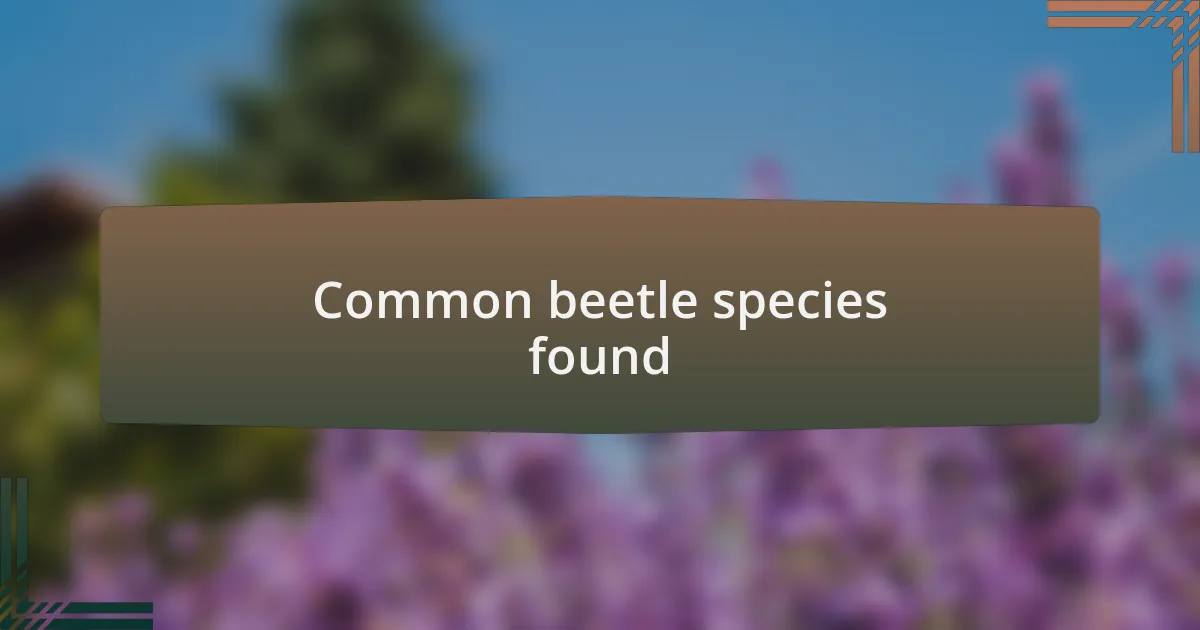Common beetle species found